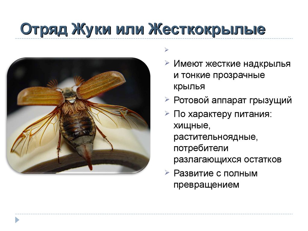 Отряд жесткокрылые. Отряд жесткокрылые Крылья. Признаки отряда жесткокрылые. Характеристика отряда жесткокрылые жуки. Общие признаки жесткокрылых.