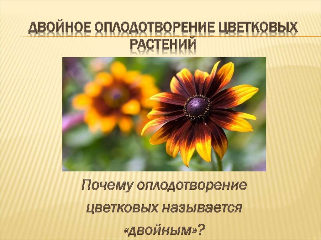 Оплодотворение у цветковых растений презентация 6 класс