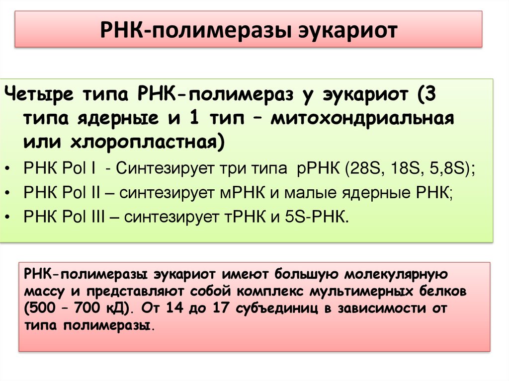 Транскрипция рнк полимераза. РНК полимеразы виды. Виды РНК полимераз. Виды РНК полимераз у эукариот.