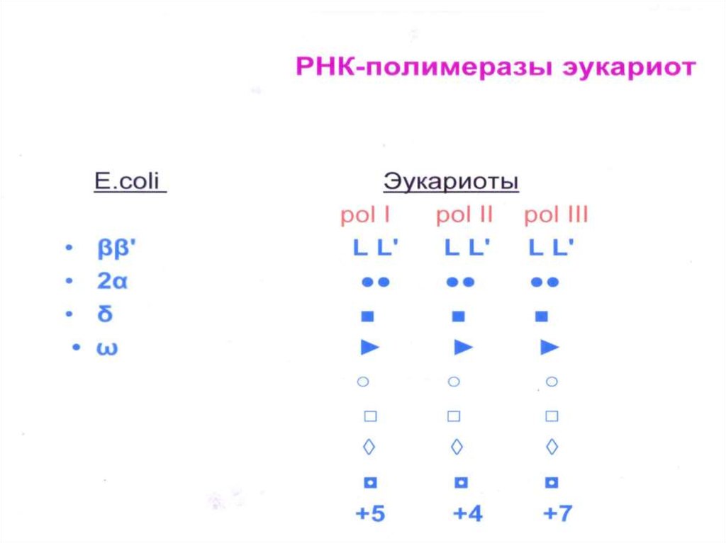 Транскрипция в генетике это