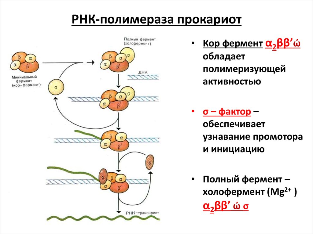 Инициация у прокариот. Исходный продукт синтеза РНК ферментом РНК-полимеразой. Продукт синтеза РНК ферментом РНК полимеразой. РНК полимеразы прокариот. Кор фермент РНК полимеразы.