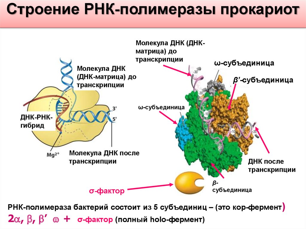 Полимеразы прокариот. РНК полимераза прокариот структура. Функции РНК полимераз у эукариот. 37. Структура РНК-полимеразы прокариот. Субъединичное строение РНК полимеразы.
