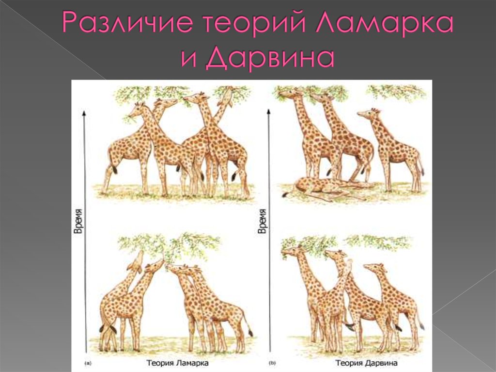 Ламаркизм эволюционная теория. Теория эволюции Ламарка и Дарвина. Эволюция жирафа Ламарк. Ламарк теория эволюции Жираф. Эволюционная теория ж.б Ламарка Жираф.