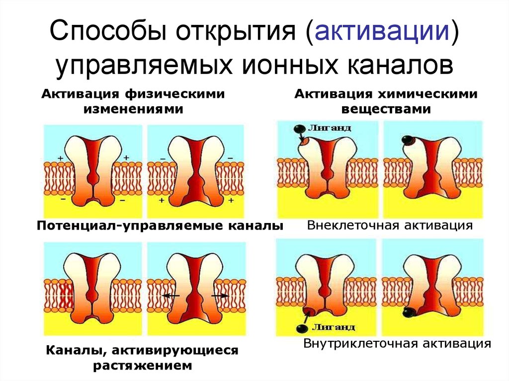 Метод открытий