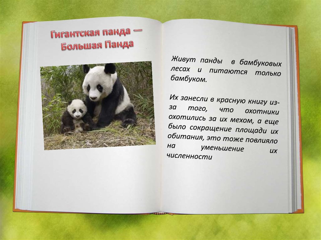 Книга о животных коротко. Панда красная книга. Манта щанесина в красную книгу?. Панда занесена в красную книгу. Большая Панда из красной книги.