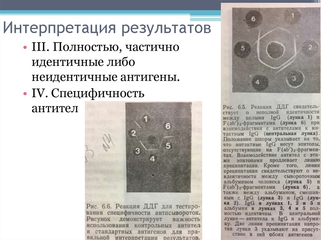 Полностью частично. Реакция преципитации основана на тест. Кюаркод на антитела. Почему образуются разные линии преципитации у неидентичных генов.