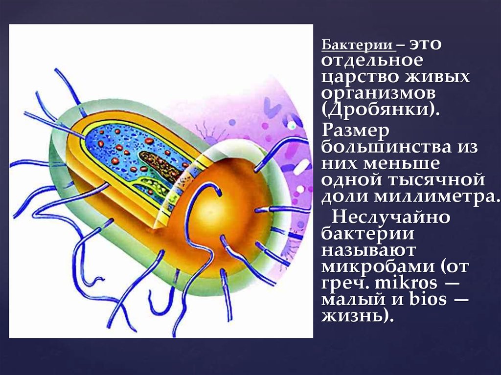 Жизнедеятельность бактерий 5. Жизнедеятельность бактерий. Строение бактерии. Процессы жизнедеятельности бактерий. Строение и жизнедеятельность бактерий.