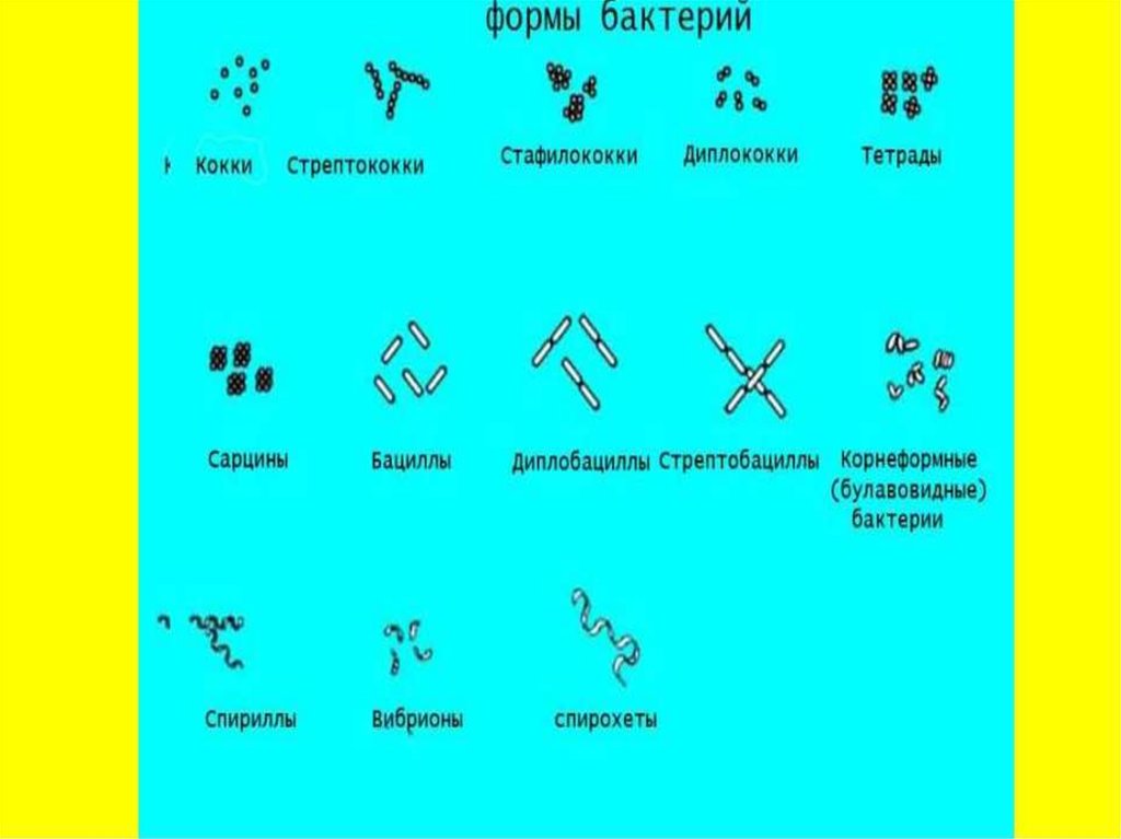 Основные формы бактерий