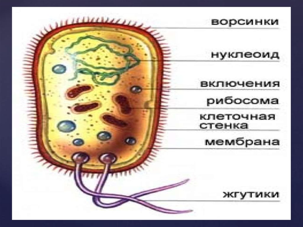 Биология 6 класс строение и жизнедеятельность бактерий презентация