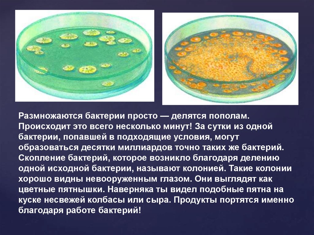 Бактерии можно увидеть