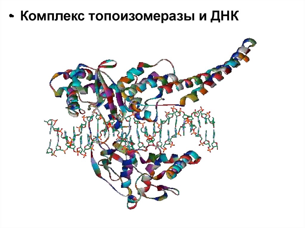 Белковая матрица. ДНК топоизомеразы. Ингибиторы топоизомераз ДНК. Функции топоизомеразы. Топоизомераза картинки смешные.