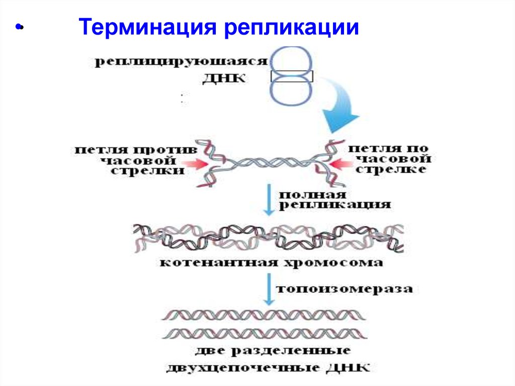 Репликация данных это. Этапы репликации терминация. Терминация репликации ДНК схема. Репликация ДНК У прокариот. Стадии репликации терминация.