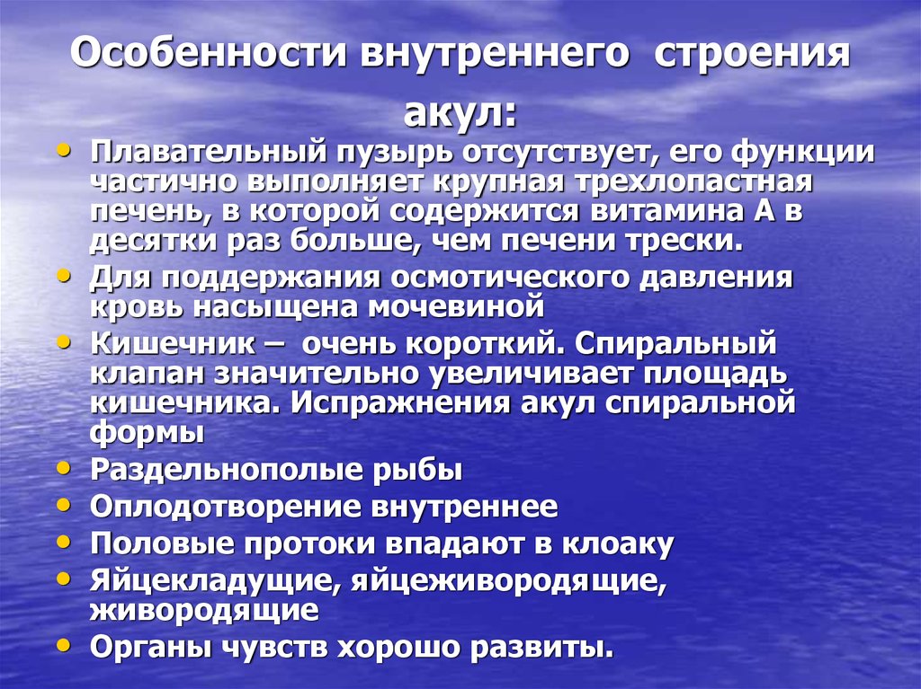 Особенности внутри. Особенности строения акул. Особенности внутреннего строения акулы. Особенности строения АКУ. Основные черты строения акул.