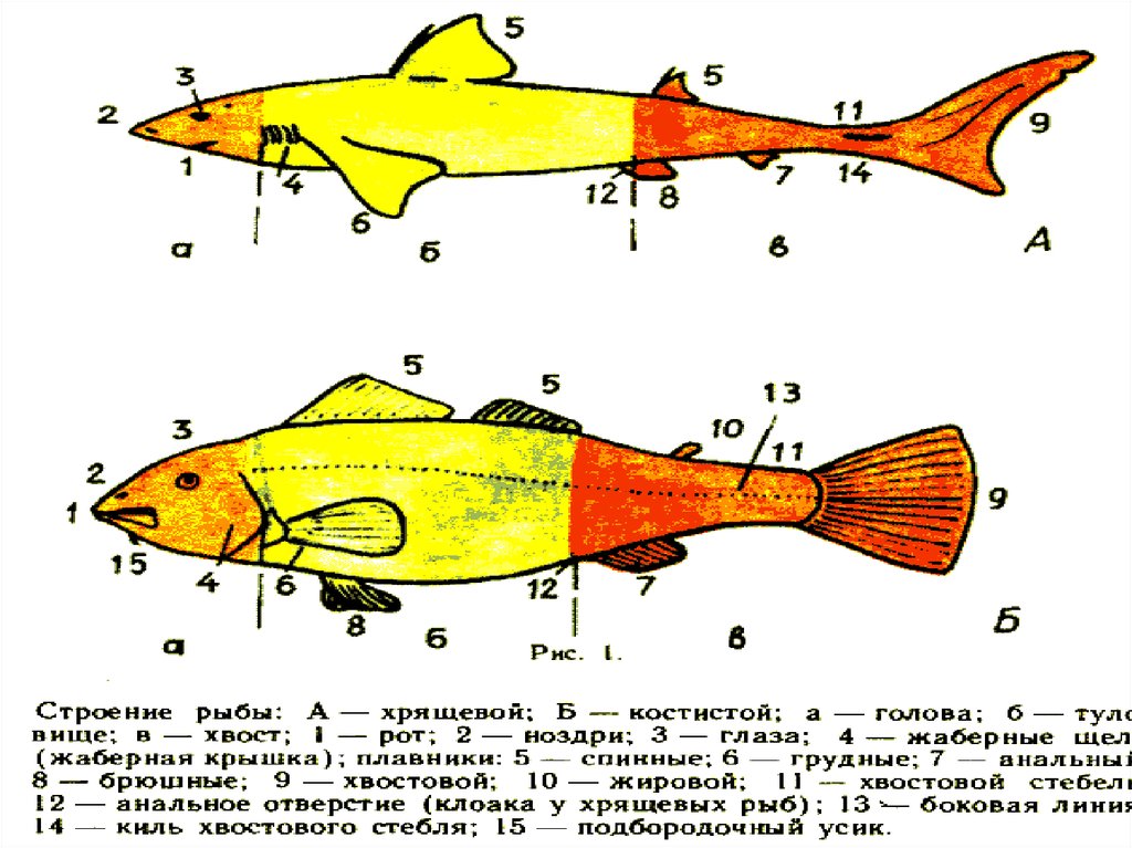 Рот хрящевые рыбы костные рыбы. Химеры рыбы строение. Внутреннее строение химеры. Внутреннее строение химерообразных рыб. Химеры хрящевые рыбы строение.