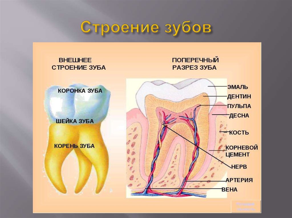 Какую функцию выполняет шейка зуба. Анатомическое строение зуба стоматология. Внешнее строение зуба анатомия.