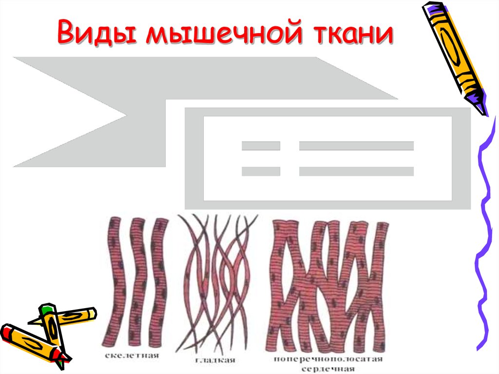 Виды мышечной ткани