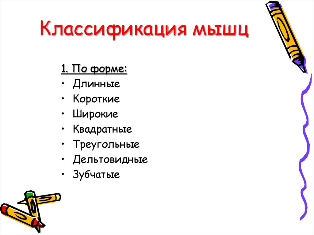 Классификация мышц