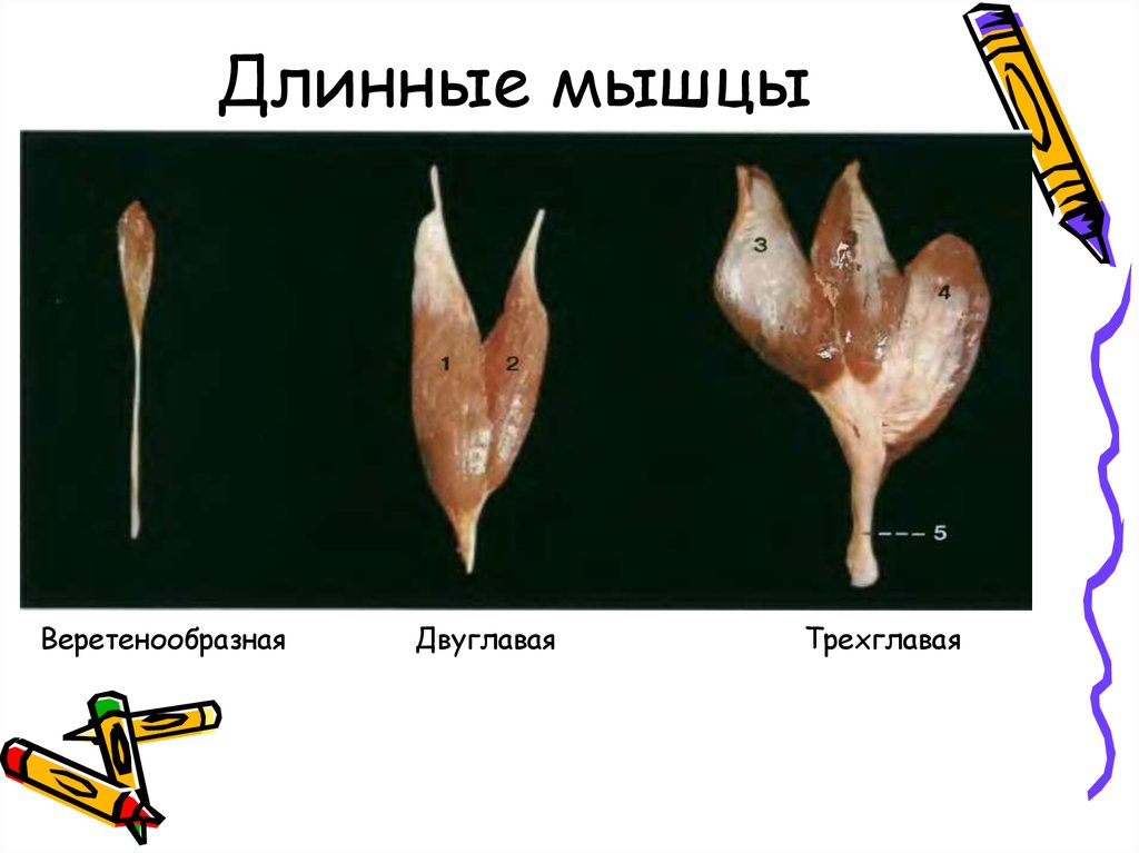 Длинные мышцы