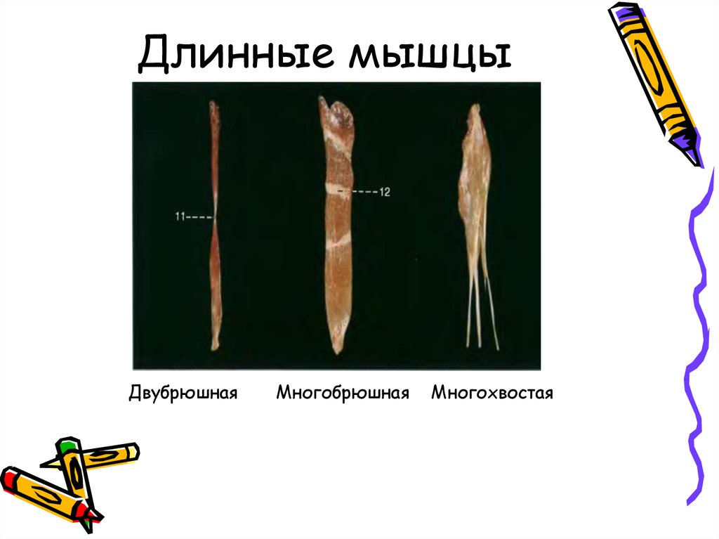 Длинные мышцы