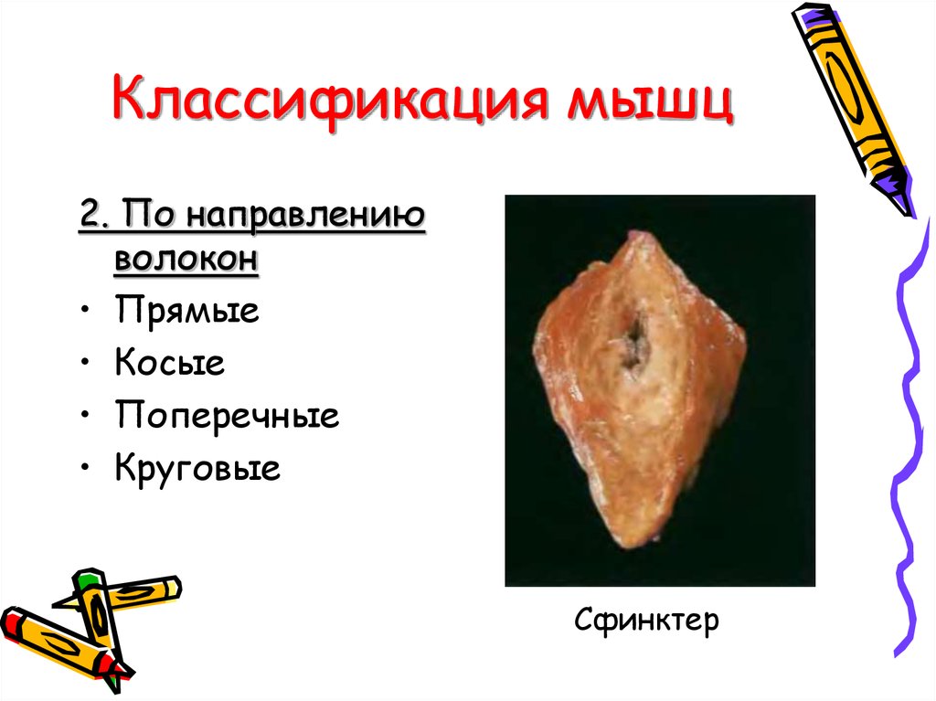 Классификация мышц