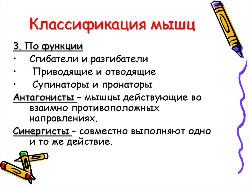 Классификация мышц