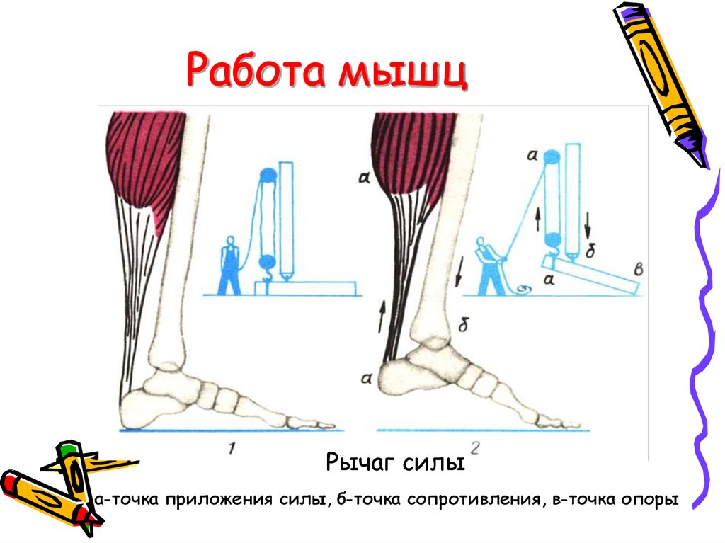 Деятельность мышц. Работа мышц. Рычаги мышц. Динамическая сила мышц. Рычаги в работе мышц.