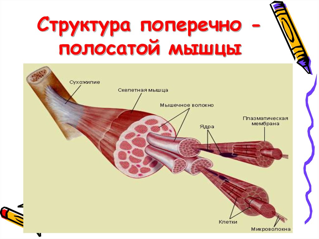 Строение мышцы рисунок