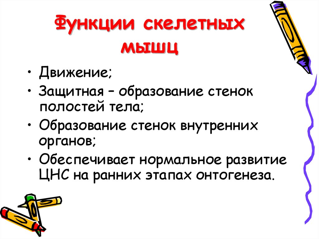 Функции скелетных мышц. Функции скелетной мускулатуры. Что относится к функциям скелетных мышц несколько вариантов ответа. Среди функций скелетных мышц есть.