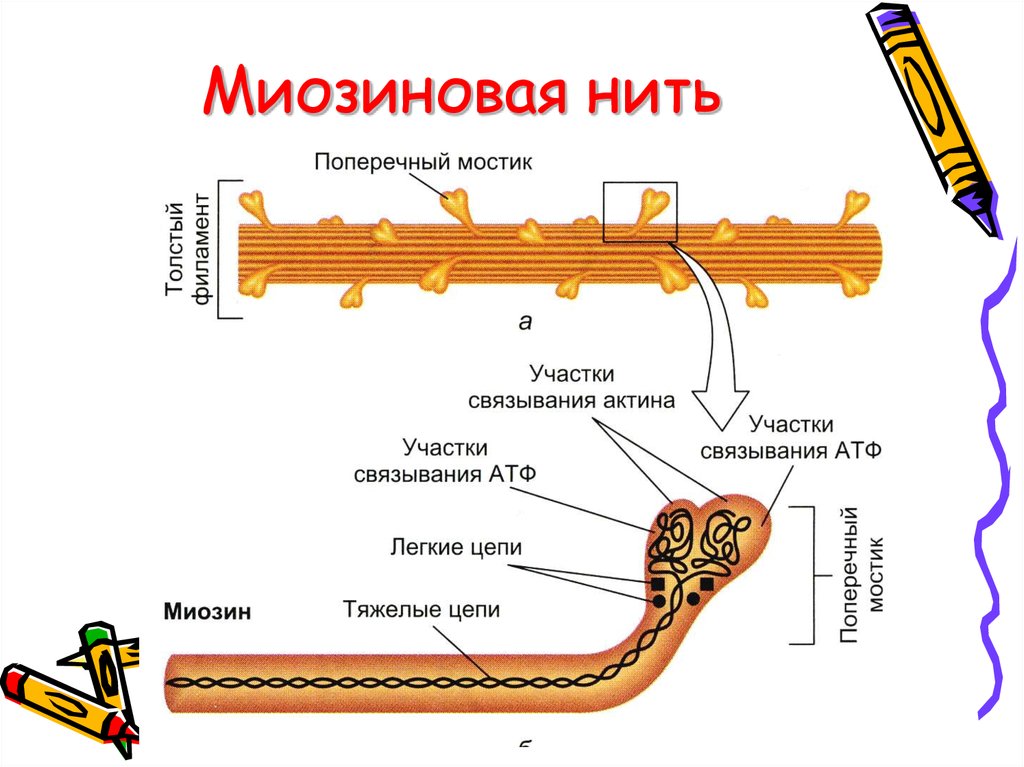 Нити актина. Строение миозиновых нитей. Строение миозиновой нити. Структура актина и миозина. Строение нити миозина.