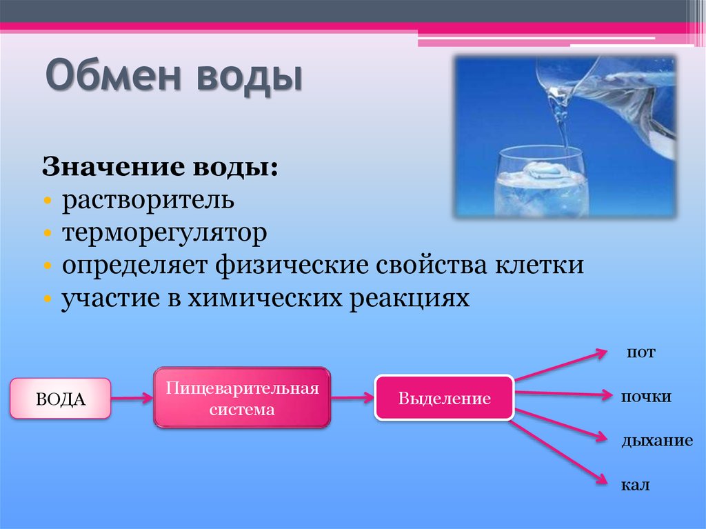 Водный обмен в организме презентация