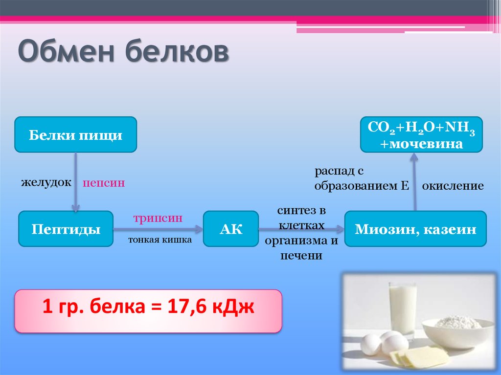 Обмен белков в организме человека может происходить по следующей схеме