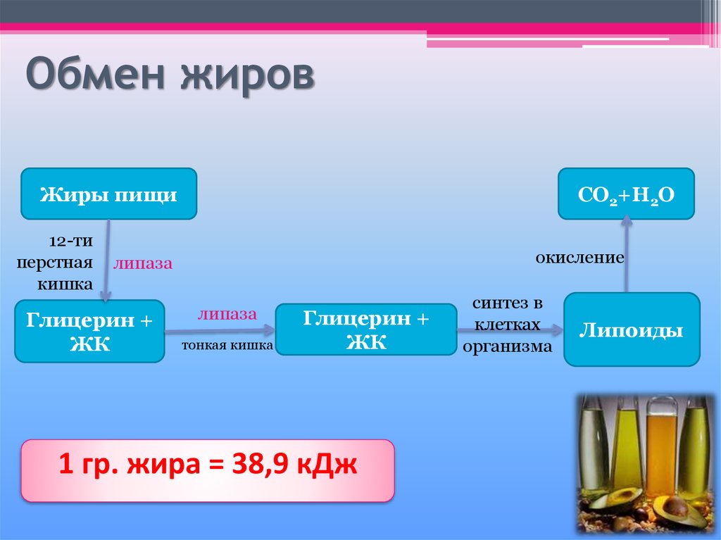 Обмен жиров презентация