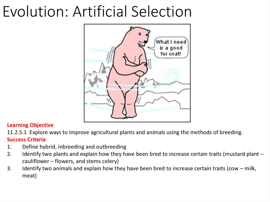 Evolution: Artificial Selection