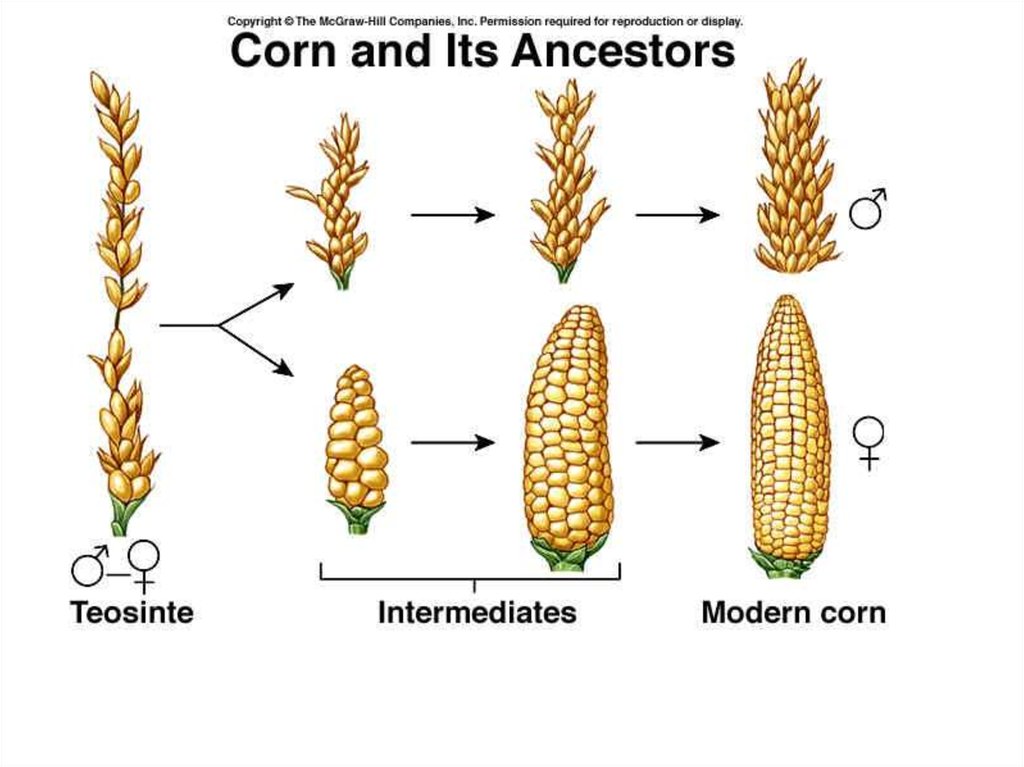 what is artificial selection in genetics