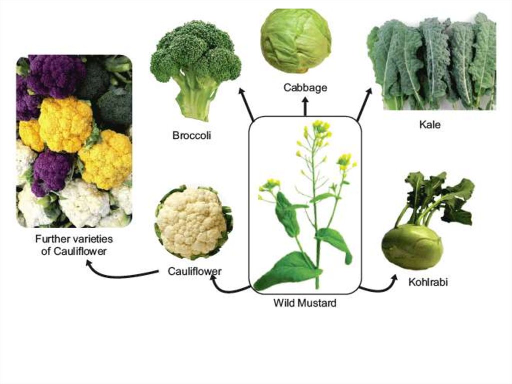 16-difference-between-natural-selection-and-artificial-selection-with