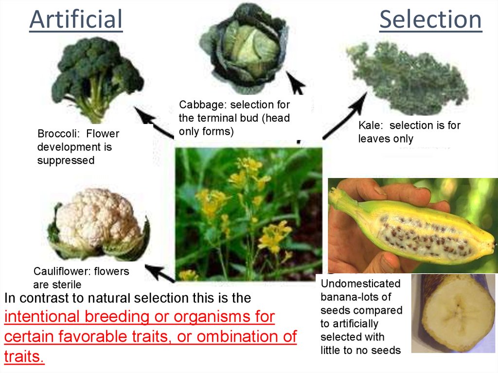 Evolution Artificial Selection Online Presentation   Slide 16 