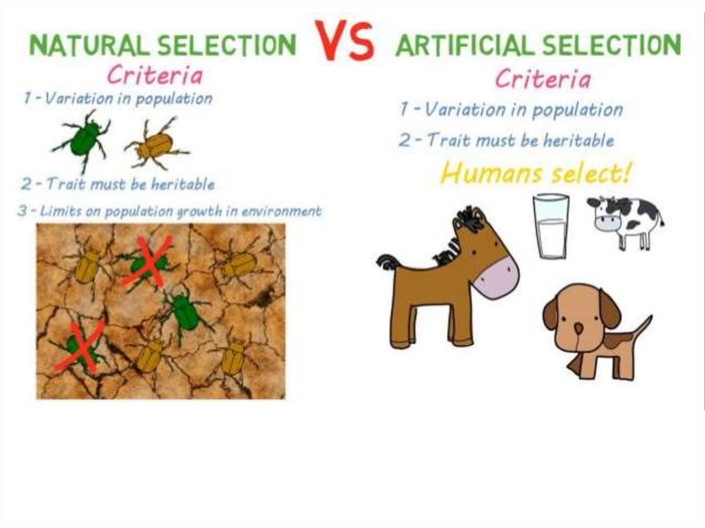 Evolution: Artificial Selection - online presentation