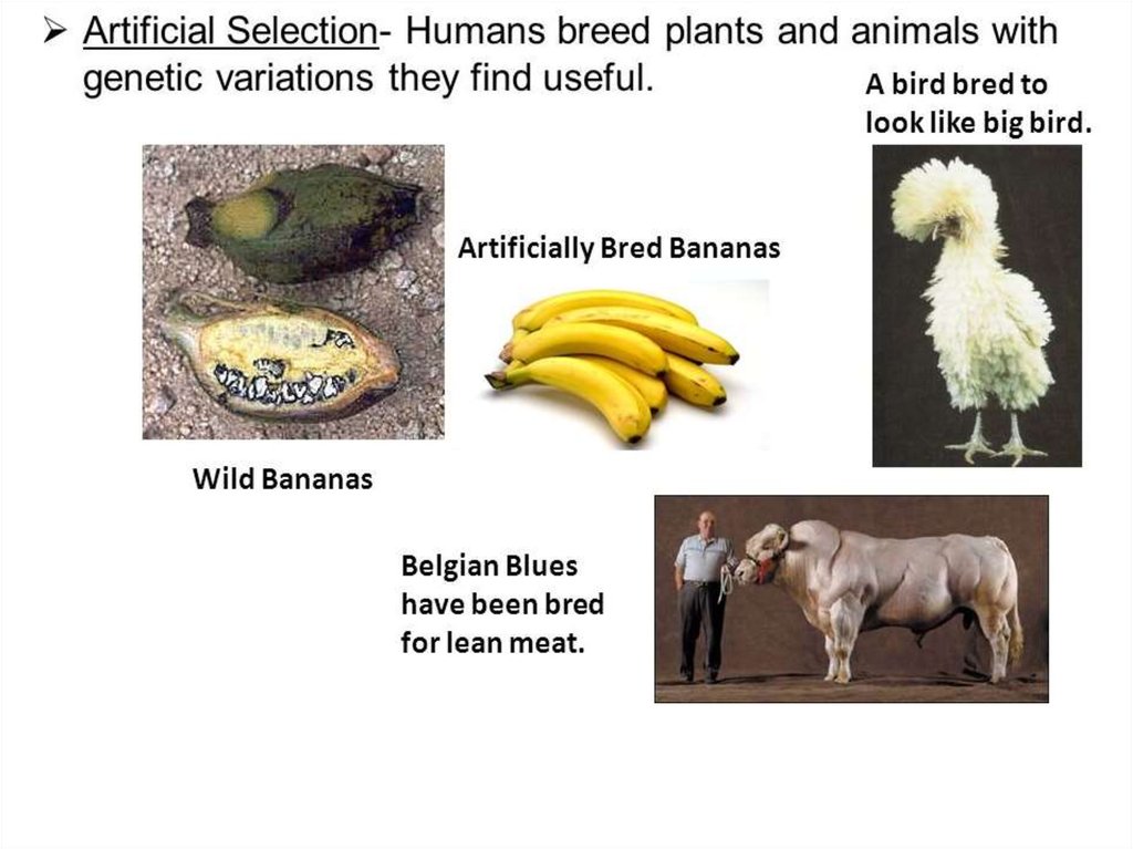 Evolution: Artificial Selection - online presentation