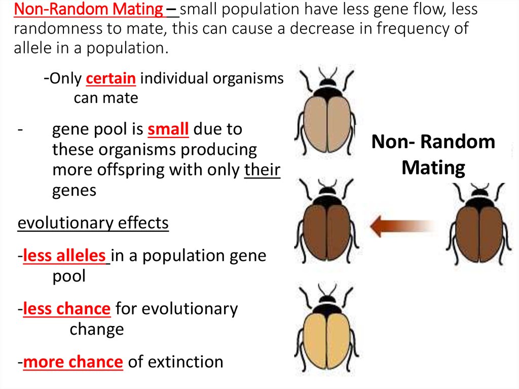 Non-Random Mating – small population have less gene flow, less randomness to mate, this can cause a decrease in frequency of