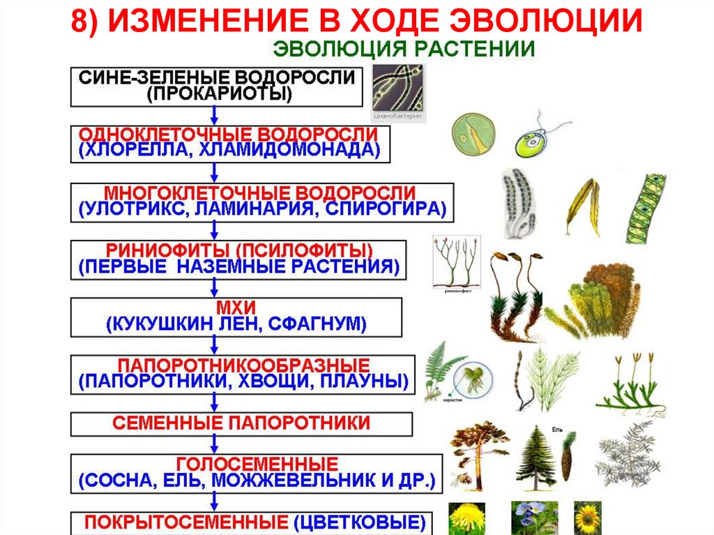 Почему организмы изменяются. Схема эволюционных преобразований у растений. Процесс эволюции растений. Схема происхождения высших растений 5. Отделы растений в процессе эволюции.