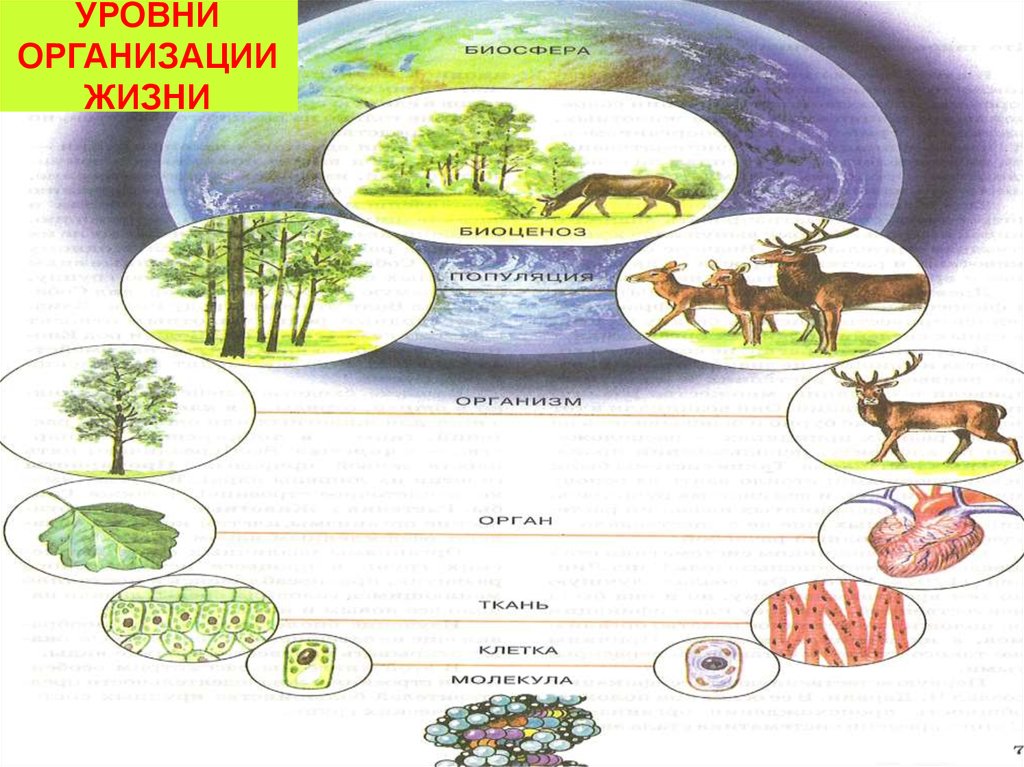 Организации живой природы. Структурные уровни организации жизни. Уровни организациижихни. Уровниорганизыции жизни. Уровни организации растений.