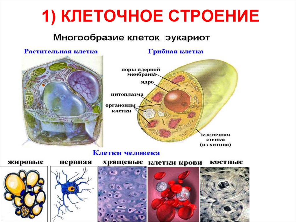 Клеточный состав живых организмов. Строение клетки. Разнообразие клеток организма. Клеточное строение примеры. Строение разных клеток.