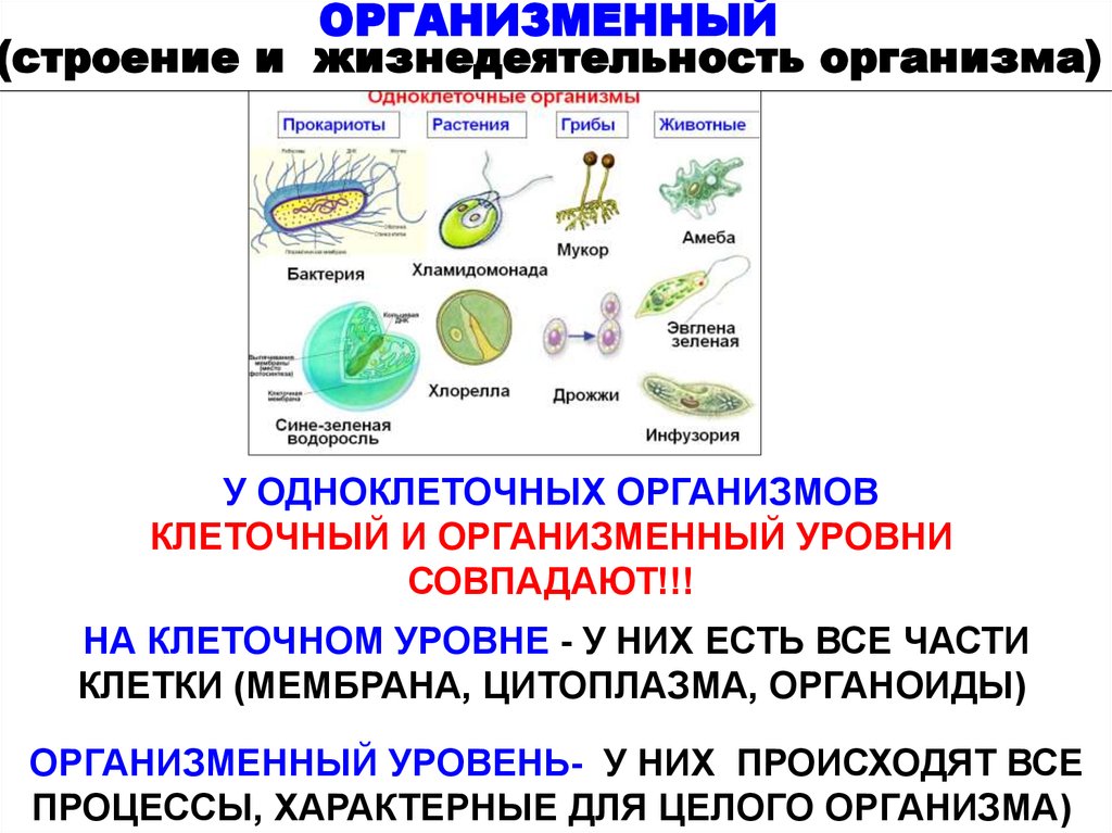 Признаки живой клетки