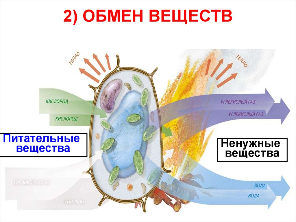 4 обмен веществ. Обмен веществ это процесс. Обмен веществ картинки. Обменные процессы картинки. Обменные процессы кожи.