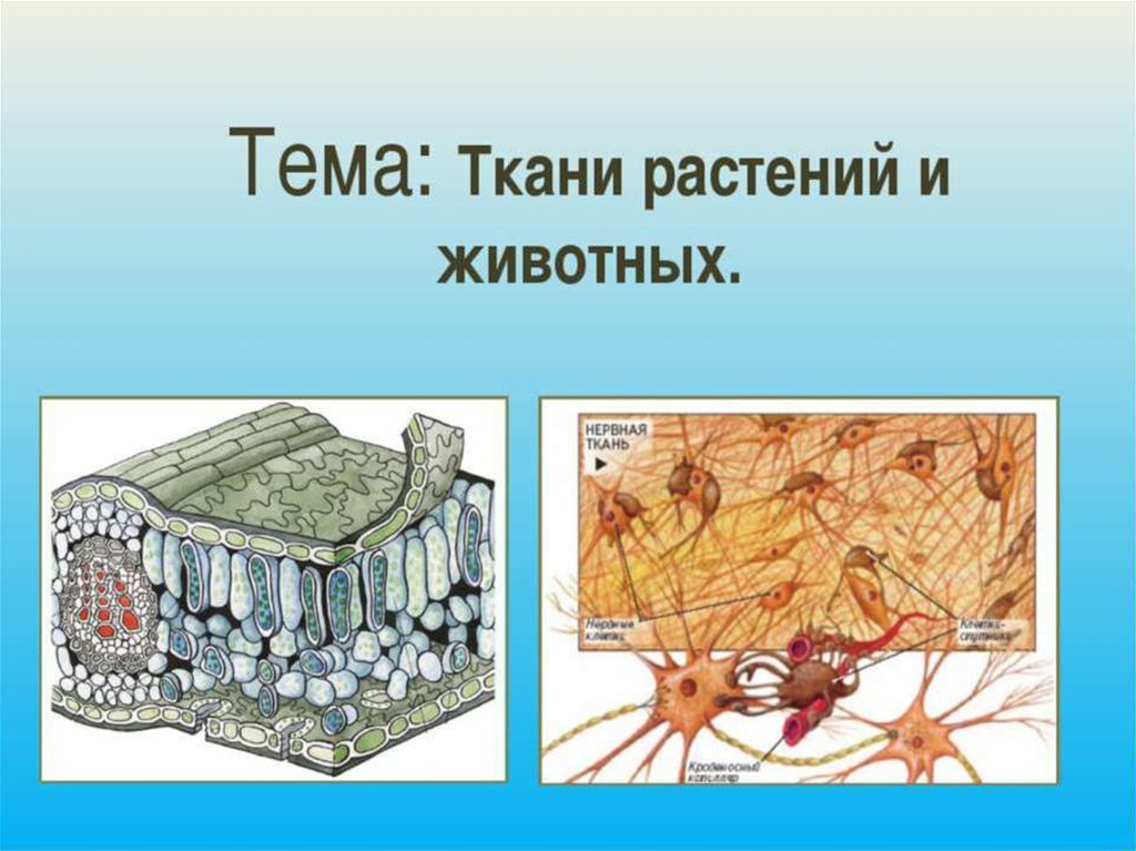 Тема ткани 6 класс. Ткани растений и животных. Покровные ткани растений и животных. Растительные и животные ткани. Растительная и животная ткань.