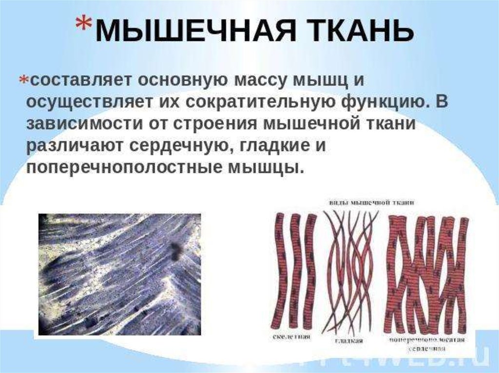 Мышечная ткань функции. Мышечная ткань у растений и животных. Мышечная ткань животных строение и функции. Функции мышечной ткани растений. Функции мышечной ткани животных и растений.