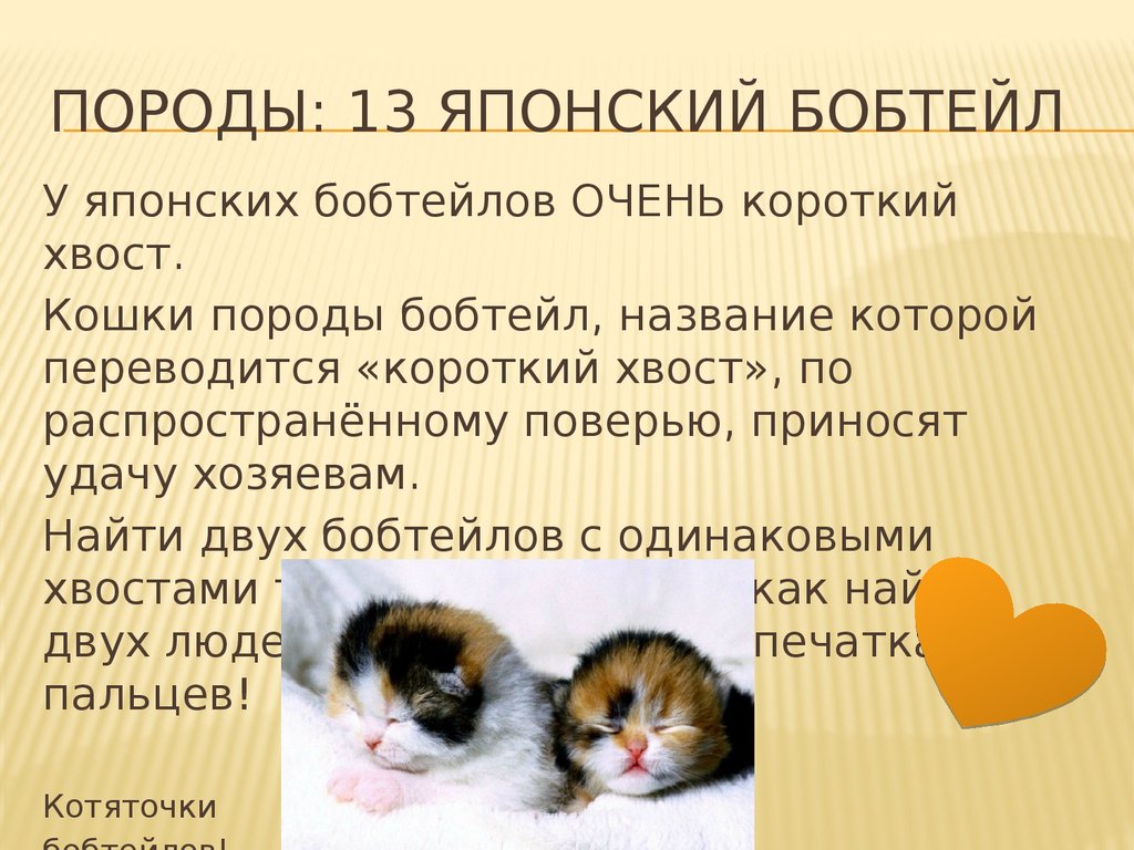 Кошки презентация 7 класс