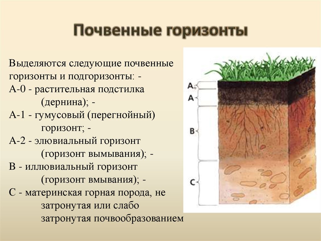 Какой буквой на схеме почвенного горизонта обозначена материнская порода