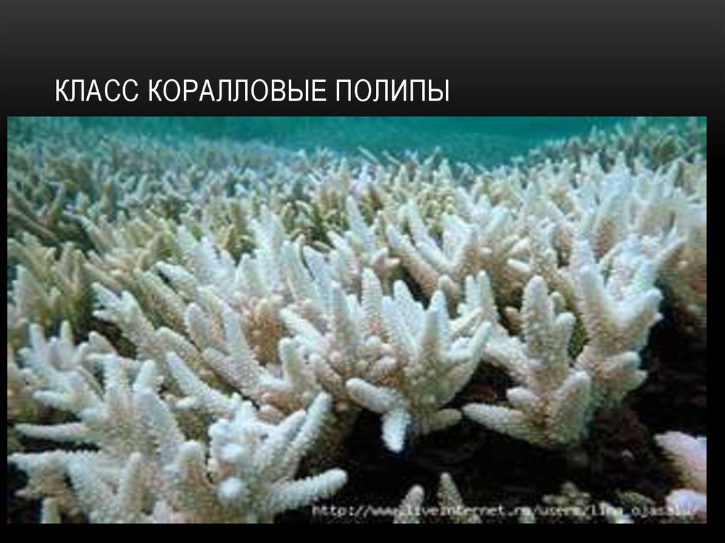 Класс коралловые полипы