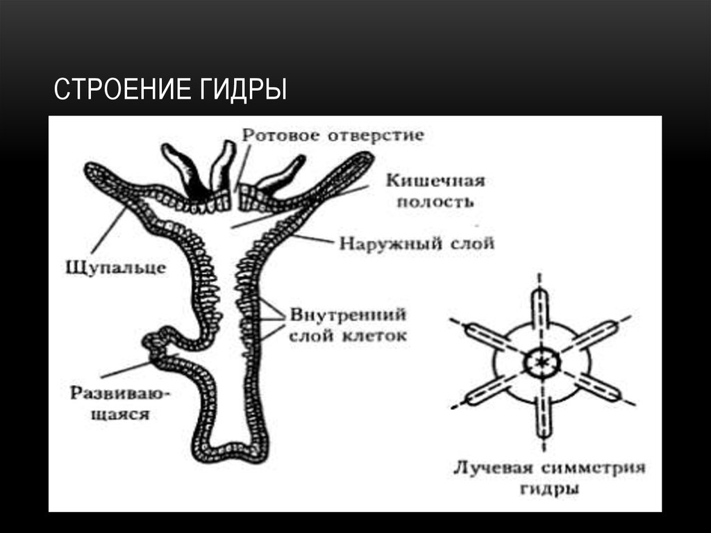 Части тела гидры рисунок